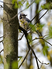 Bluejay bird