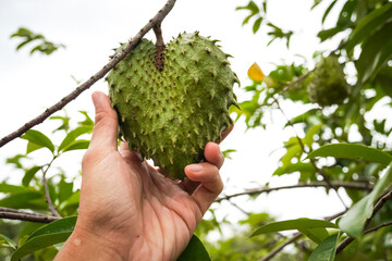 Close up photo of someone harvesting ripe soursop fruit that still on the tree. Concept for...