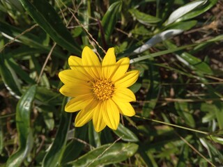 a single yellow flower in the middle of a field of green leaves