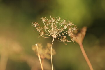 dill branch macro shooting