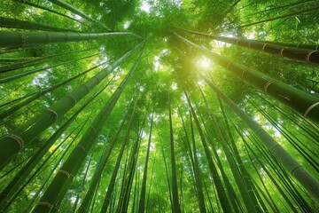 Fototapeta na wymiar Bamboo Grove: Tall, slender bamboo stalks creating a serene atmosphere. 