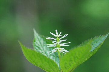 ヒトリシズカの花