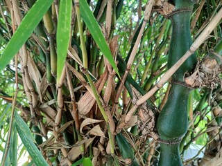 Bamboos are a diverse group of mostly evergreen perennial flowering plants making up the subfamily Bambusoideae of the grass family Poaceae.