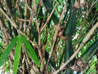 Bamboos are a diverse group of mostly evergreen perennial flowering plants making up the subfamily Bambusoideae of the grass family Poaceae.