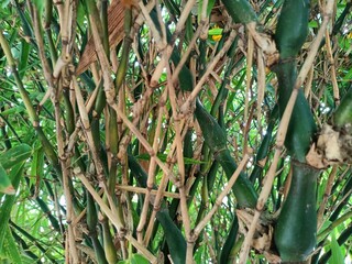 Bamboos are a diverse group of mostly evergreen perennial flowering plants making up the subfamily Bambusoideae of the grass family Poaceae.