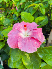 Beautiful hibiscus flower with pink and white color. Blooming hibiscus in the garden.