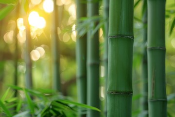 Obraz premium Bamboo Grove: Tall, slender bamboo stalks creating a serene atmosphere. 