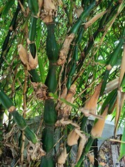 Bamboos are a diverse group of mostly evergreen perennial flowering plants making up the subfamily Bambusoideae of the grass family Poaceae.