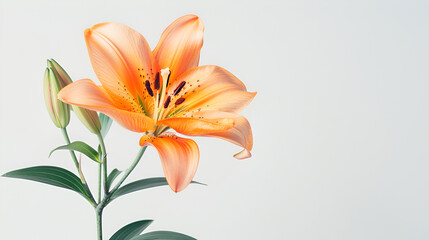 Photo of beautiful Tiger Lily flower isolated on white background, Beautiful orange lily flower isolated on white background, lily flower isolated on a white background