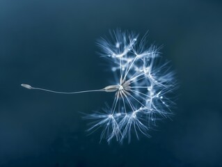 A single dandelion seed breaking away from the head against a soft blue background.