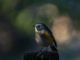 Fototapeta premium 暗い木陰の杭の上でスポットライトのような木漏れ日に照らされながらさえずっているルリビタキの雄