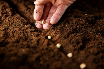 hand planting pea seeds in soil. vegetable garden, agriculture