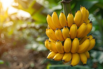 Naklejka premium Banana Tree with Fruit: Cluster of bananas hanging from the tree. 