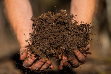 farmer hold soil in hands monitoring soil health on a farm..