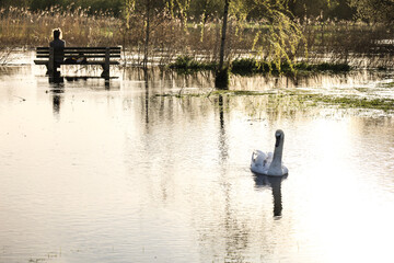 Beautiful Swan over the flooded waters of the Avon River in Salisbury city