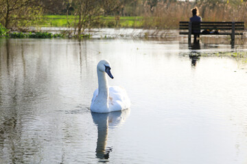 Beautiful Swan over the flooded waters of the Avon River in Salisbury city
