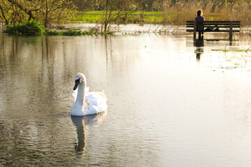 Beautiful Swan over the flooded waters of the Avon River in Salisbury city