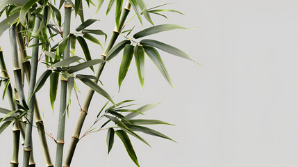 green bamboo silhouettes on white, Bamboo tree with green leaves reflected in water with gray background, Bamboo Seamless Vertical Border on white background