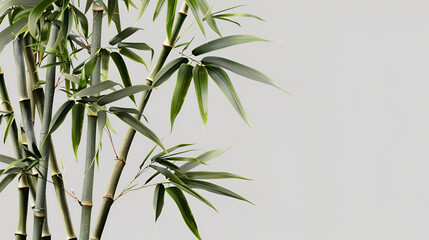 Obraz premium green bamboo silhouettes on white, Bamboo tree with green leaves reflected in water with gray background, Bamboo Seamless Vertical Border on white background