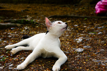 photography of a white domestic cat relaxing on the ground