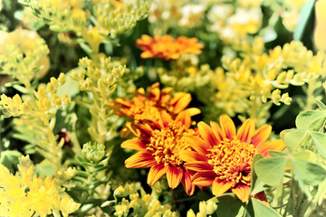 オレンジの花のグラデーション