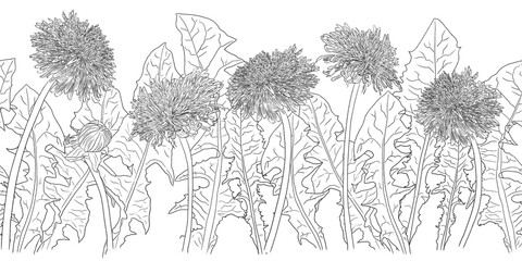 horizontal seamless black and white line art illustration of dandelion flowers and leaves on white background