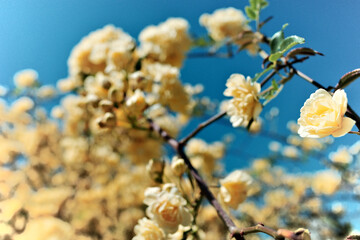 黄色いミニバラ