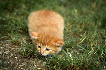 European shorthair cat in its natural environment 