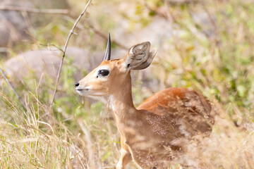 Steenbok (Raphicerus campestris) male  in grassland savannah habitat, Limpopo, South Africa
