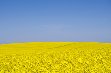 Landscape of a field of yellow rape or canola flowers, grown for the rapeseed oil crop.