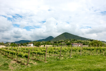 Italian rural green landscape with a vineyard with grapevines in foreground, rolling hills and mountains in background with clouds in sky
