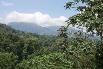 Tropische Bäume und tropischer Regenwald mit Vulkan Arenal in Wolken bei La Fortuna in Costa Rica