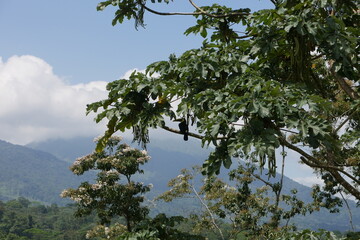 Tukan in einem tropischen Baum bei La Fortuna in Costa Rica © Falko Göthel