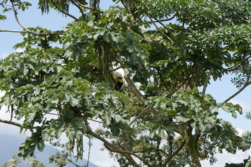Tukan in einem tropischen Baum bei La Fortuna in Costa Rica © Falko Göthel