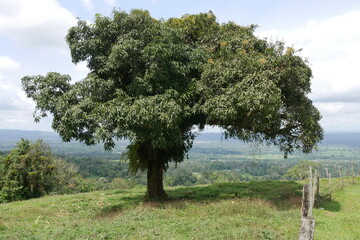 Tropischer Baum bei La Fortuna in Costa Rica