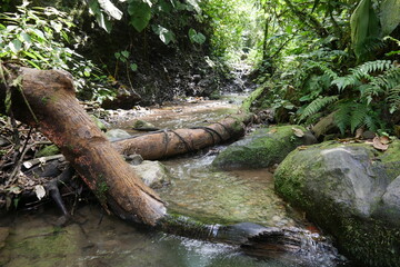 Tropische Baumstämme in einem Wildbach bei La Fortuna in Costa Rica