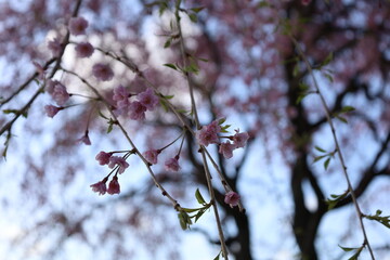桜のつぼみ