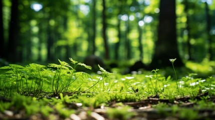 Grass and green leaves in a forest, untouched nature a concept