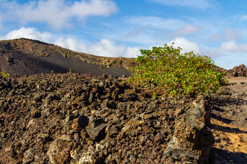 Vinegrera or Canary  sorrel (Rumex lunaria), endemic plant Canary islands on the lava field. Montana Colorada, Lanzarote, Canary islands, Spain, 