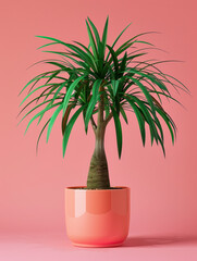 Obraz premium Ponytail Palm in a pot on teal backdrop.