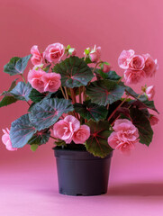 Pink Rex Begonia flowers in a terracotta pot.