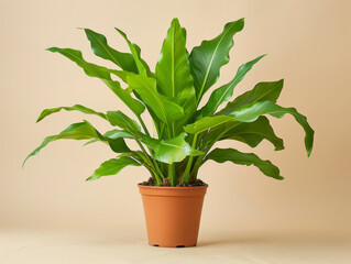 Fototapeta premium Radiant Staghorn Fern in a orange pot