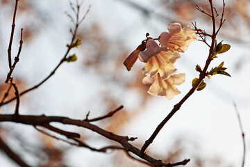 Beautiful Paulownia Tomentosa flowers in April.
