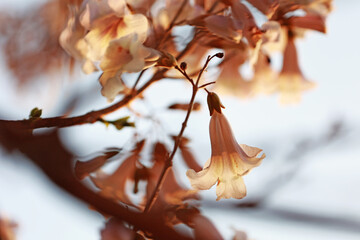 Beautiful Paulownia Tomentosa flowers in april.
