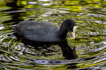 Black Coot chicks asking for food from their mother