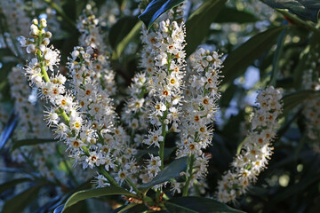Prunus laurocerasus caucasica blooming in April. ornamental plum tree.