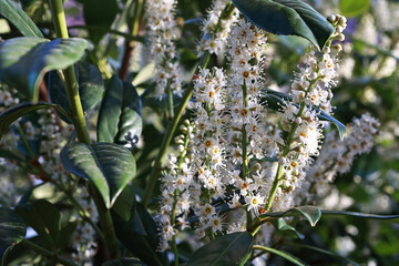 Prunus laurocerasus caucasica blooming in April. ornamental plum tree.