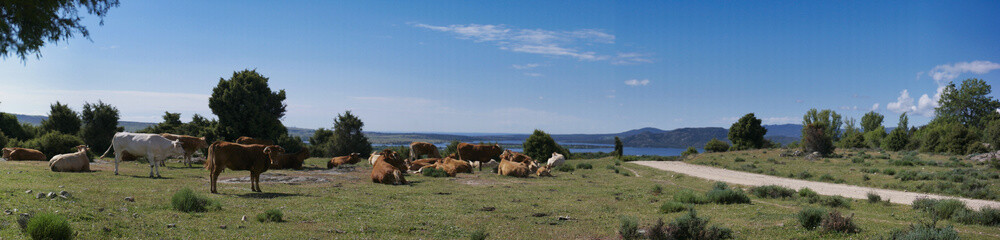 landscape, view, nature, mountains, plants, trees, greenery, spr