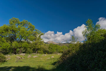 Obraz premium landscape, view, nature, mountains, plants, trees, greenery, spr