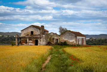Old abandoned farmers house with beautiful vegetation of red poppies and golden wheat in the...